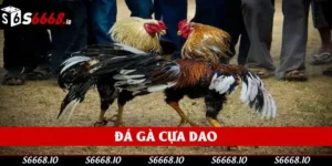 Đá Gà Cựa Dao - Giải Trí Đẳng Cấp Và Mãn Nhãn Nhất 2025