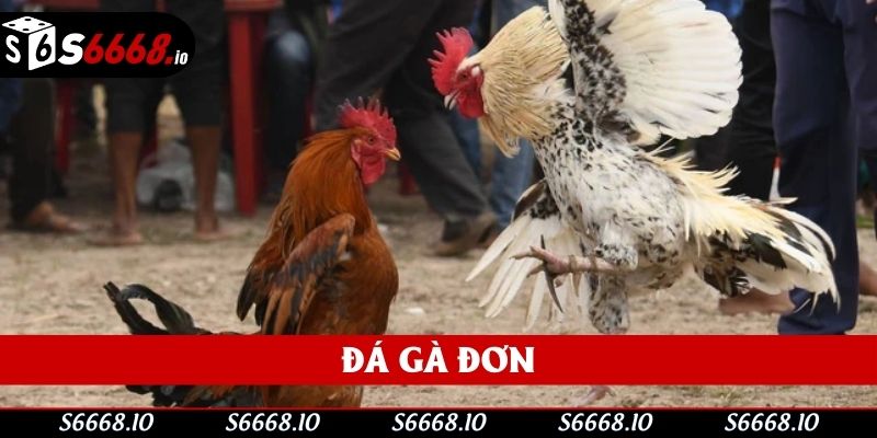 Đá Gà Đơn Với Mẹo Chơi Hiệu Quả Giúp Thắng Lớn Mỗi Ngày